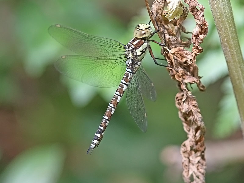 Blgrn mosaikslnda - Southern Hawker (Aeshna cyanea)