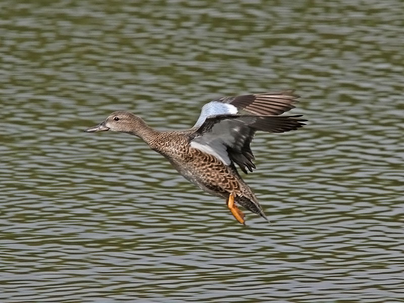 Blvingad rta - Blue-winged Teal (Anas discors)