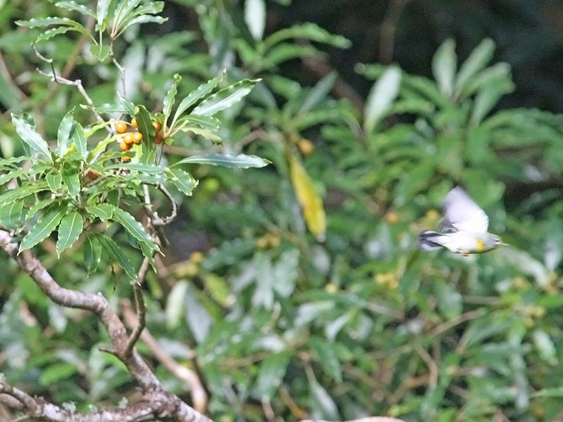 Messngare - Northern Parula (Parula americana)