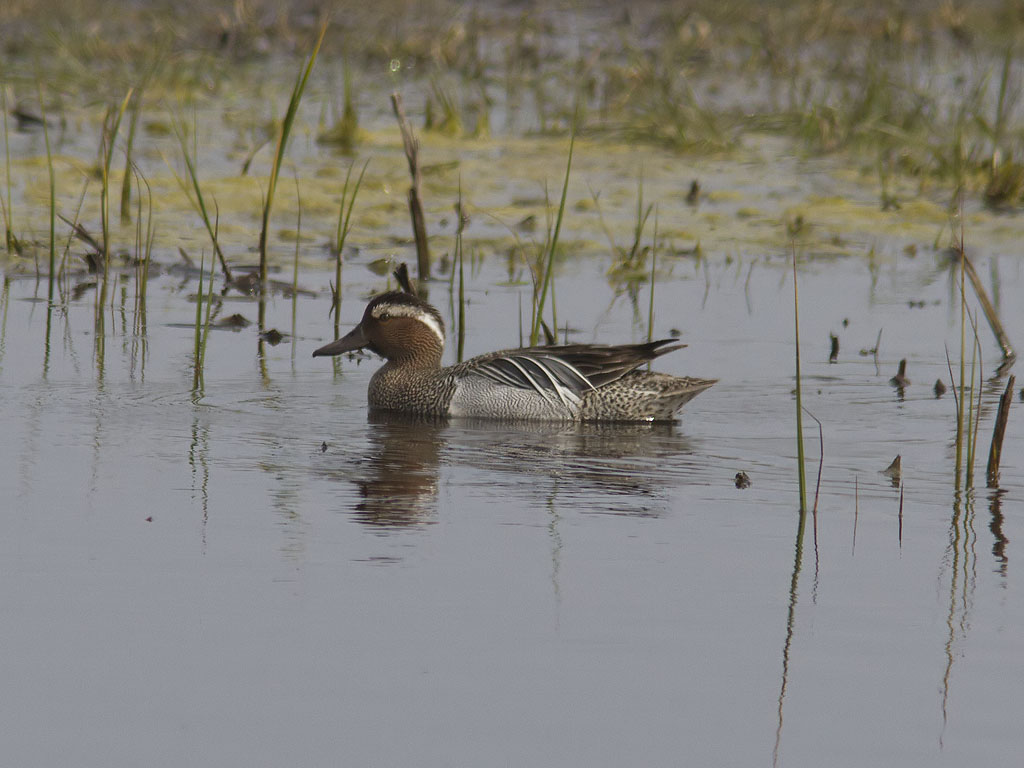 rta - Garganey (Anas querquedula)