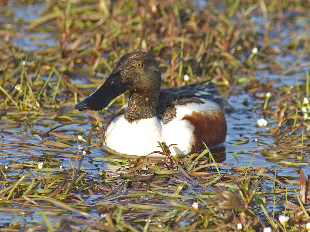 Skedand - Northern Shoveler (Anas clypeata)