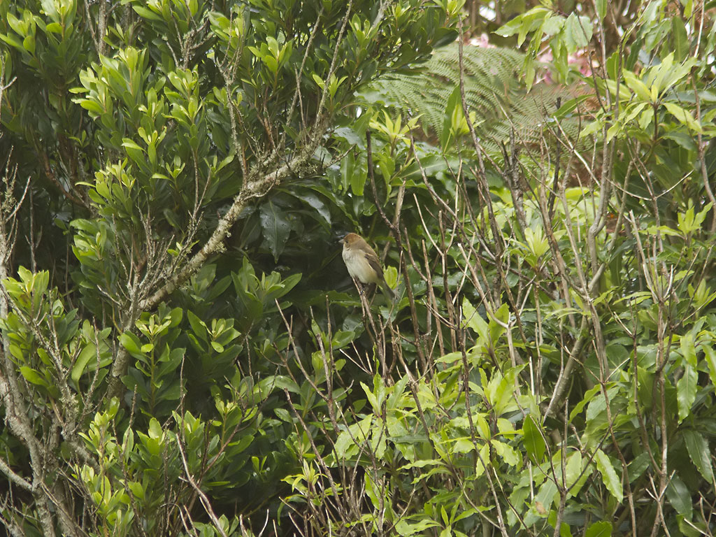 Indigosparv - Indigo Bunting (Passerina cyanea)