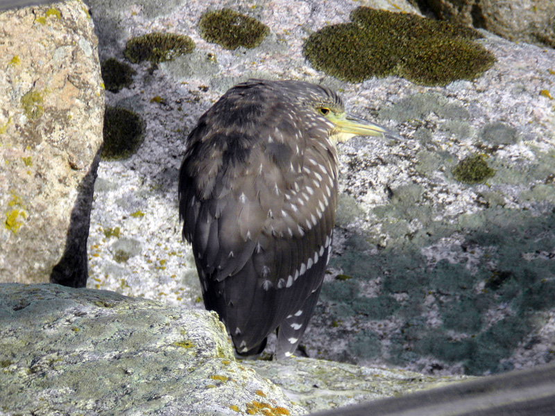 Natthger - Night Heron (Nycticorax nycticorax)