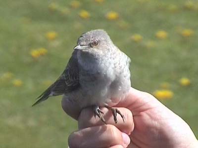 Höksångare - Barred Warbler (Sylvia nisora)
