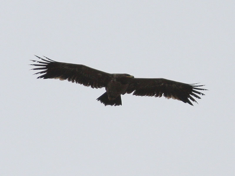 Stpprn - Steppe Eagle (Aquila nipalensis)