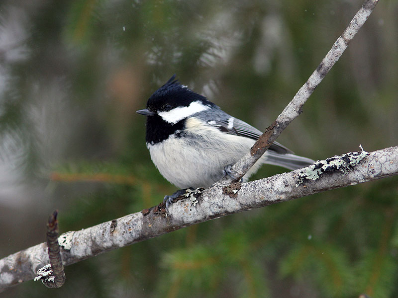 Svartmes - Coal Tit (Parus ater)