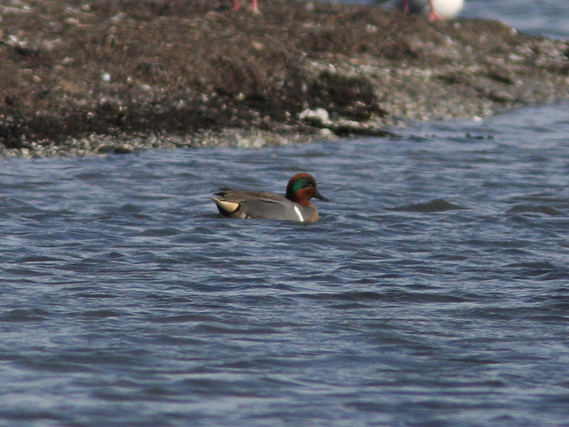 Amerikansk kricka - Green-winged Teal (Anas carolinensis)