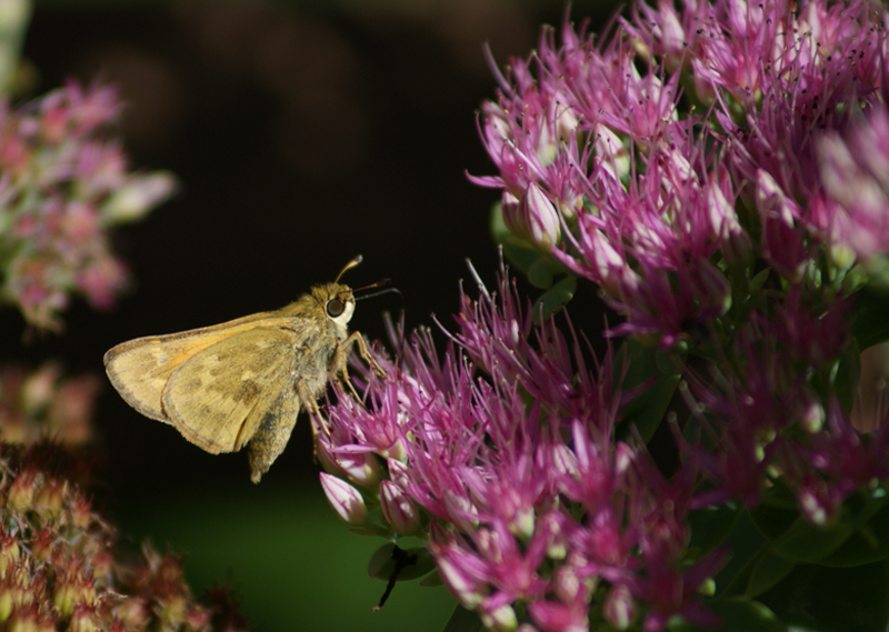 Skipper on Sedum