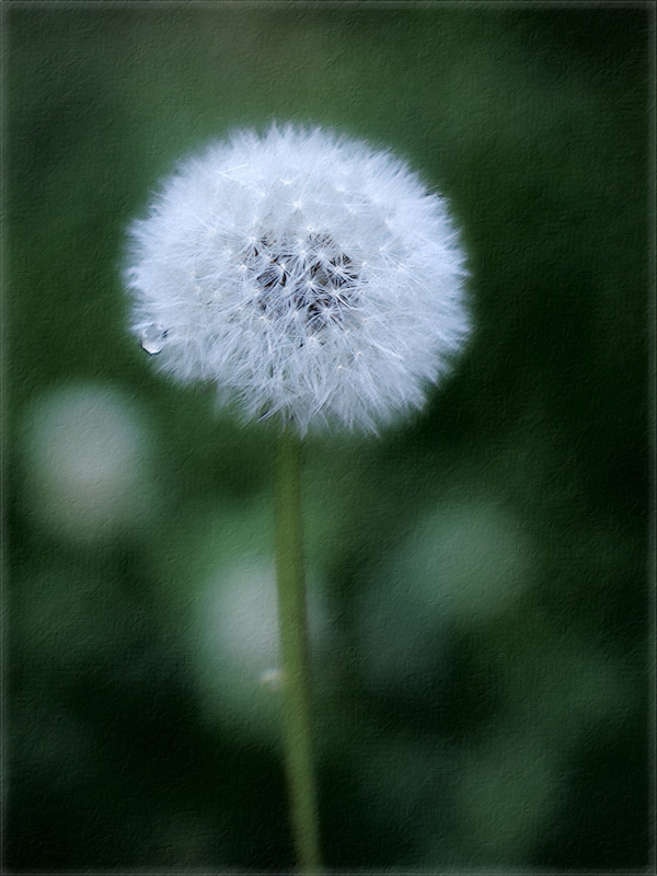 Dandelion Version 1