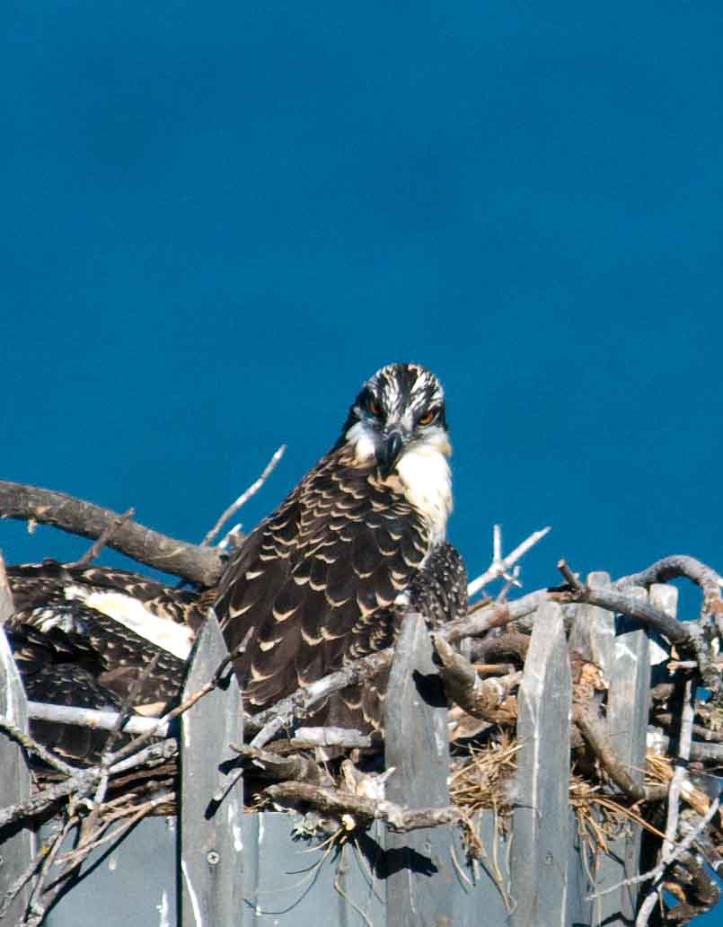 young Osprey.jpg