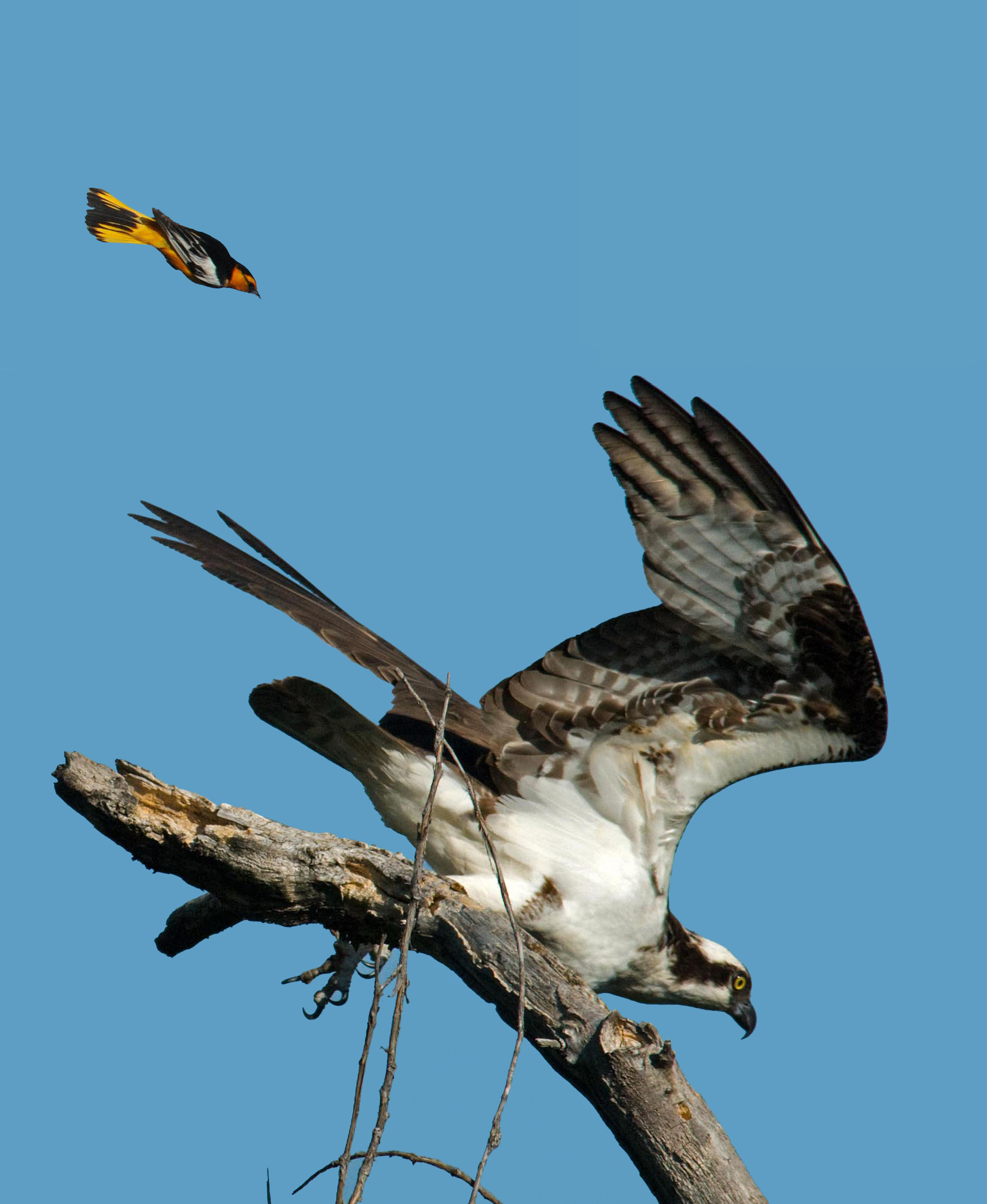 Hooded Oriole chasing Osprey-OSPREY WAS NEAR BIRDS NEST