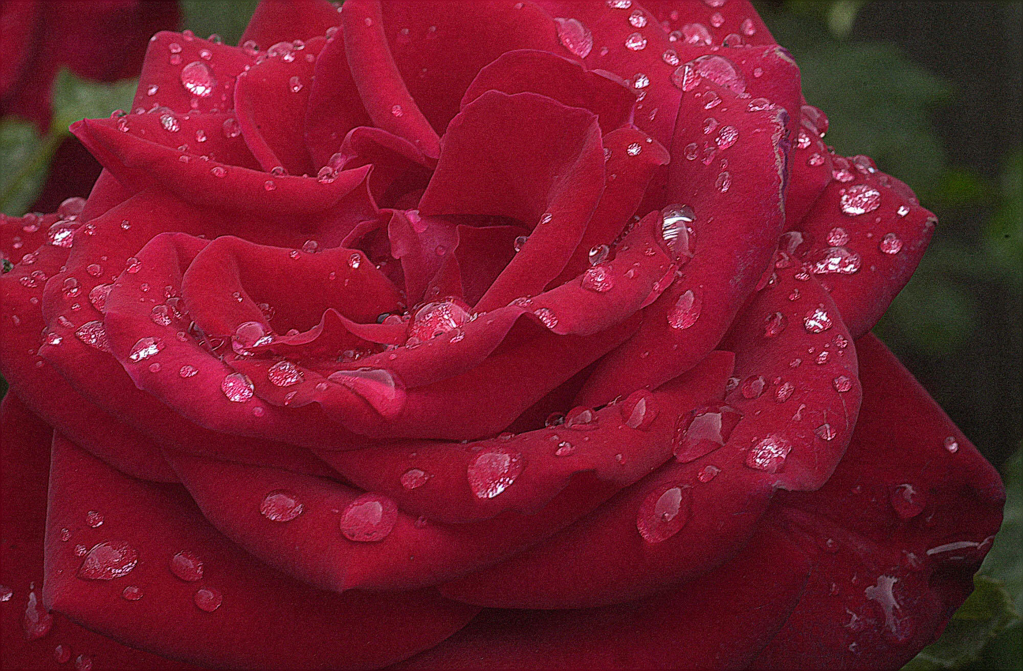 rain-rose.jpg