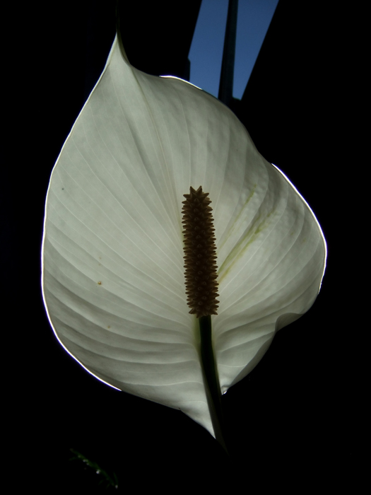 Leaves  Plants 59.JPG