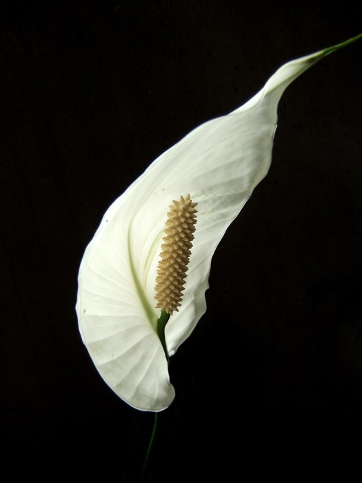 Leaves  Plants 61.JPG