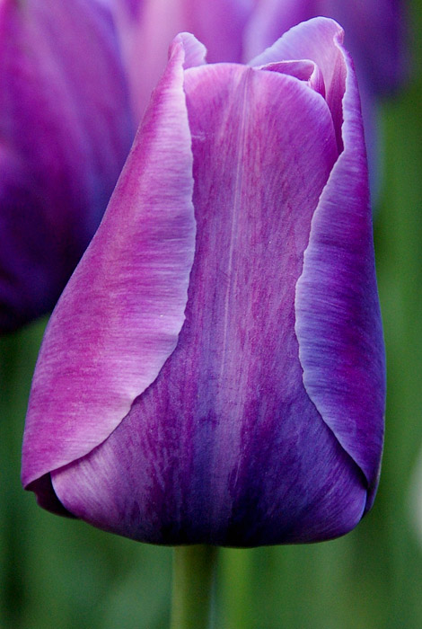 Flowers 105.JPG