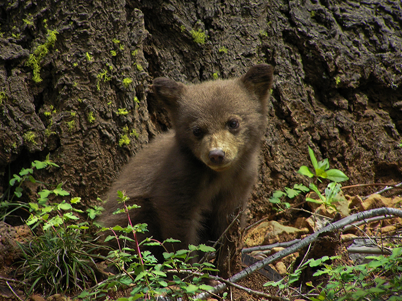 Bear Cub