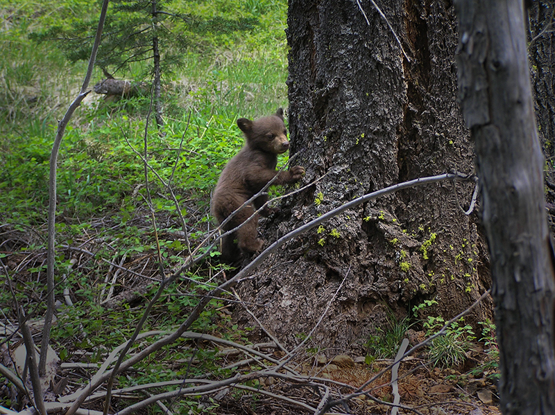 Bear Cub 2