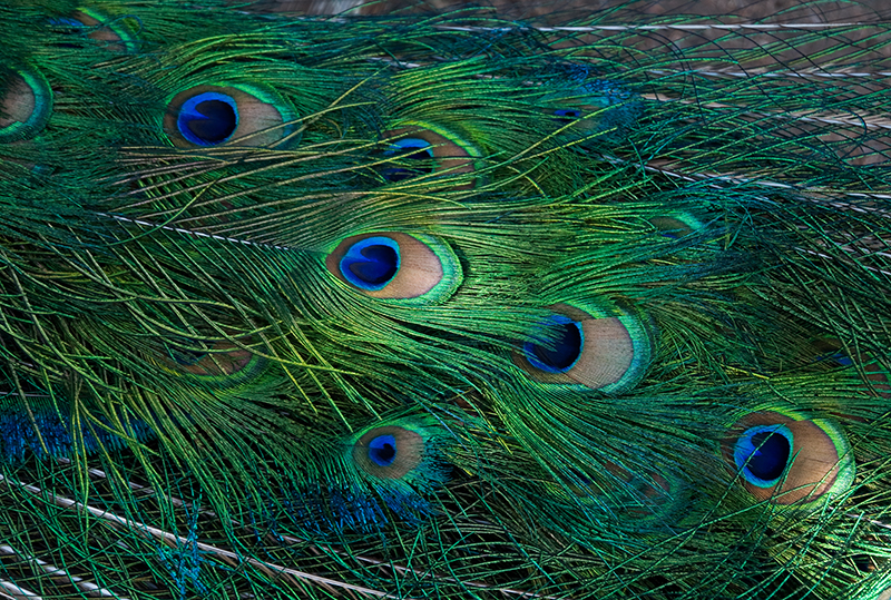 Peacock Feathers