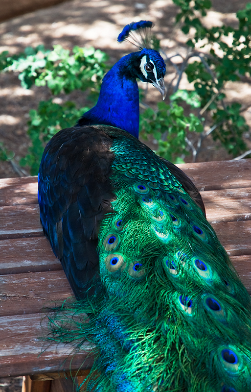 Peacock