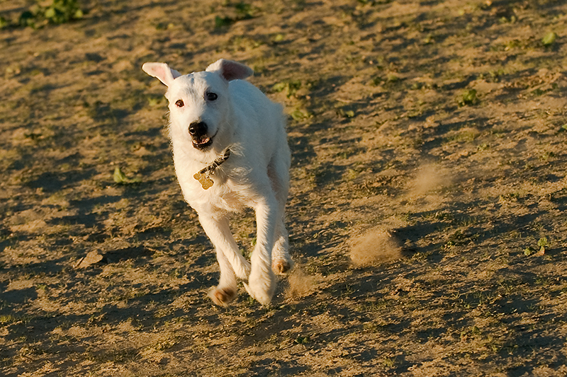 Kickin Up Dust