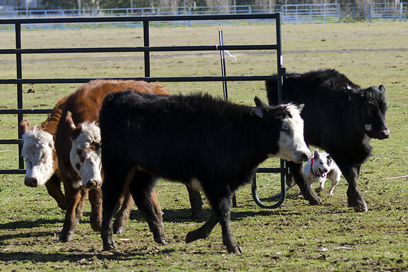 Stock Dogs_DSC7872.jpg