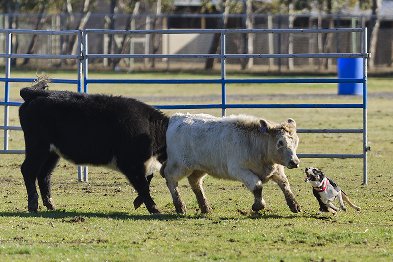 Stock Dogs_DSC7984.jpg