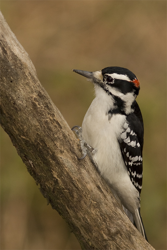 Hairy_woodpecker.jpg