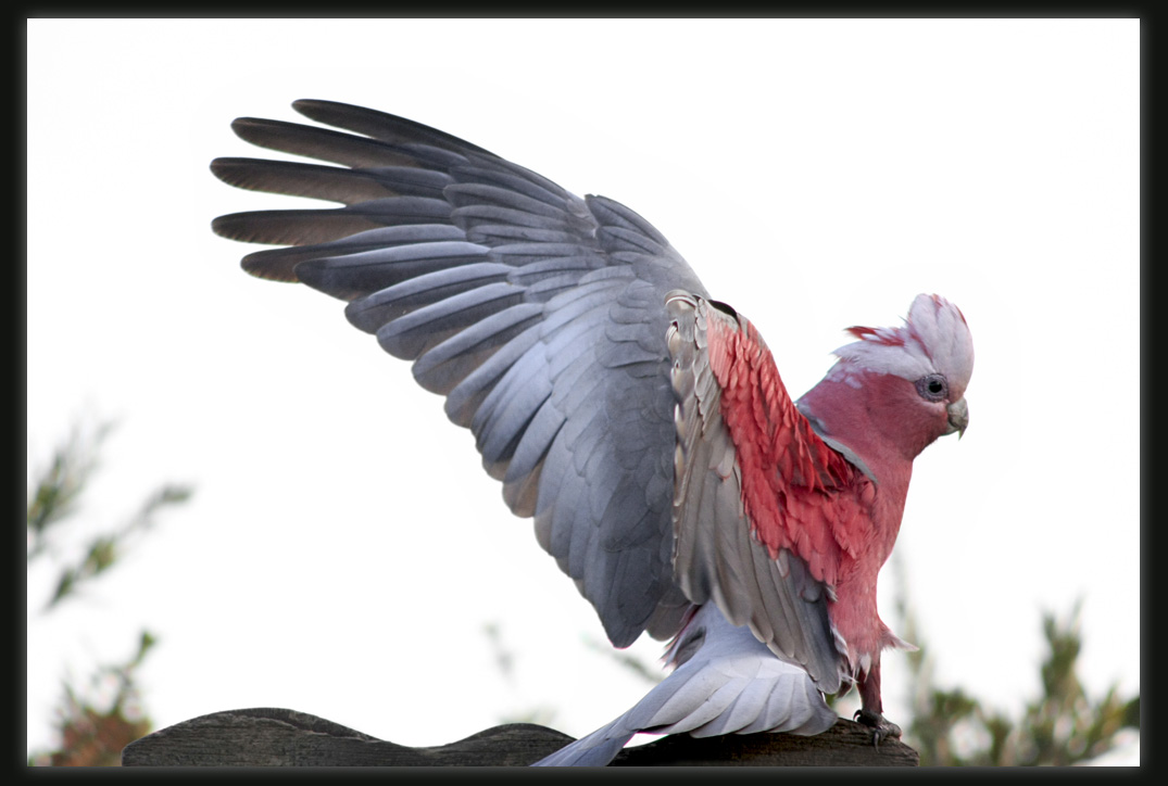 Galah - Landing