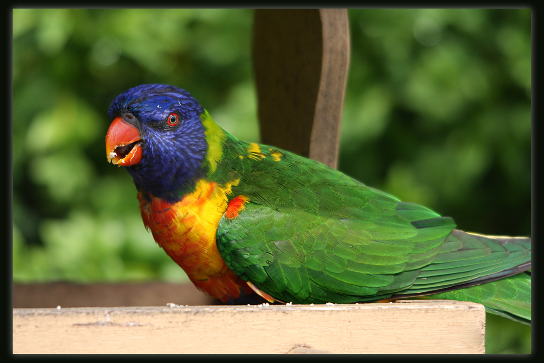 Rainbow Lorikeet