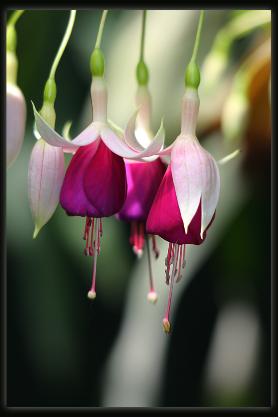 Fuchsia