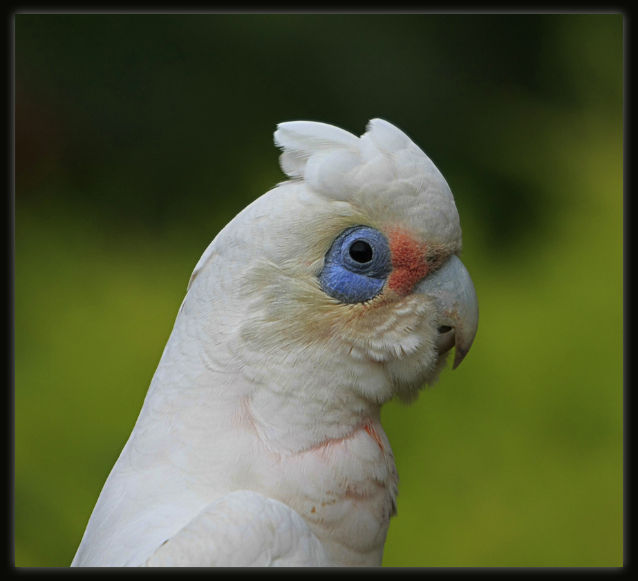 Little Corella