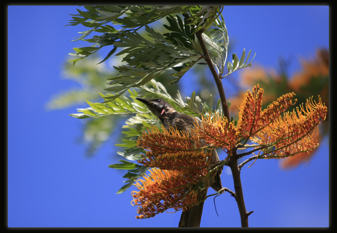 Red Wattlebird