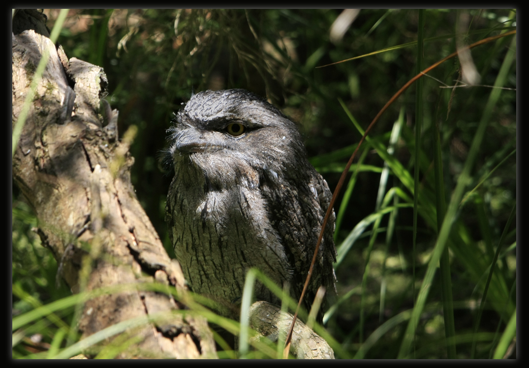 Tawny Frogmouth