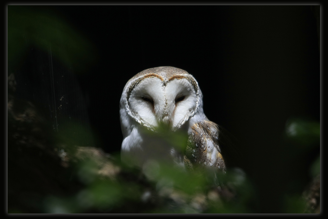 Barn Owl