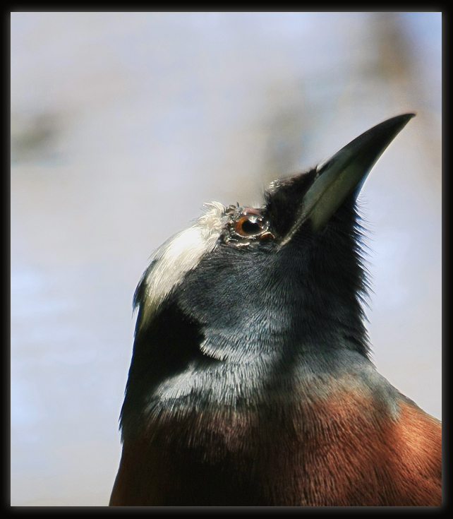 White - browed Woodswallow