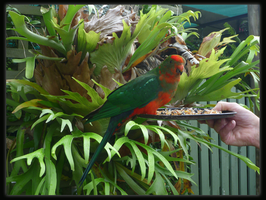 King Parrot - Male Juvenile