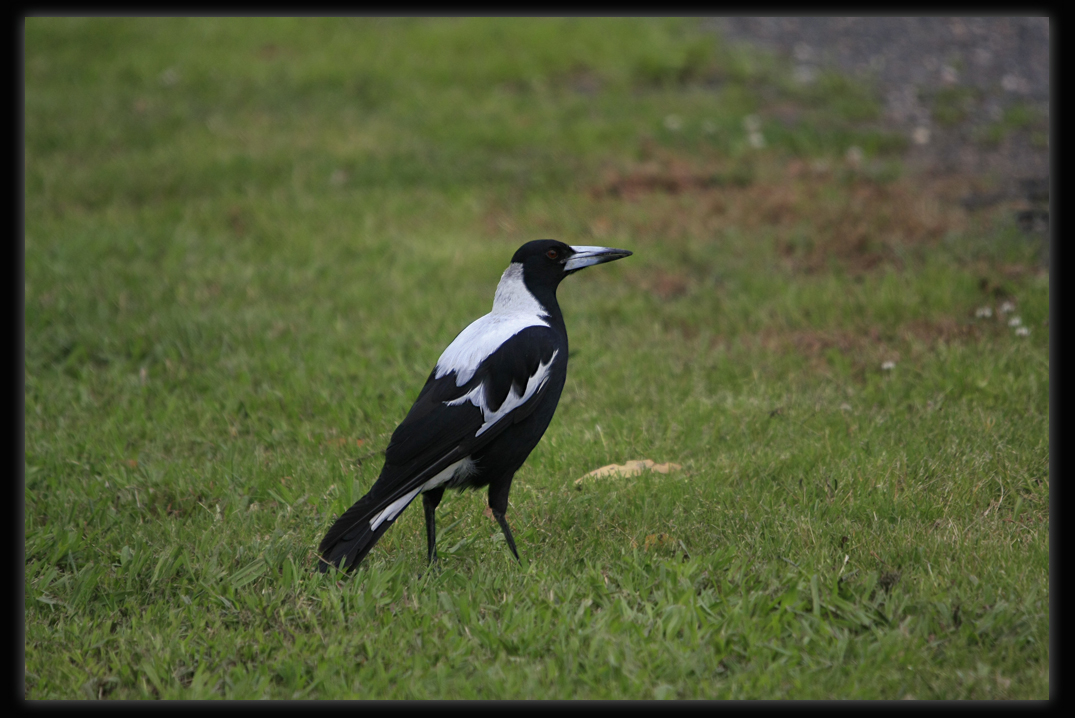 Magpie.