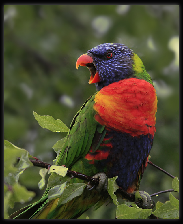 Rainbow Lorikeet