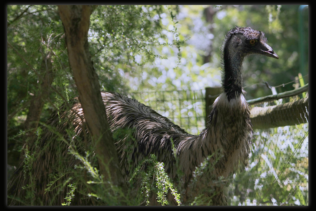 Emu