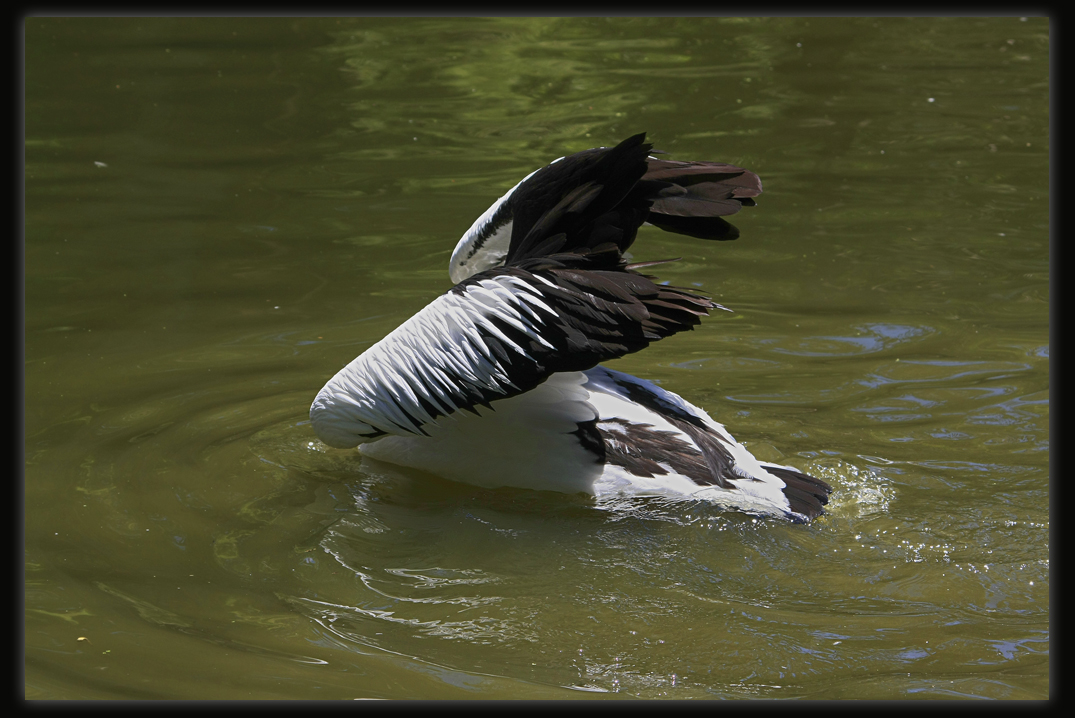 Pelican