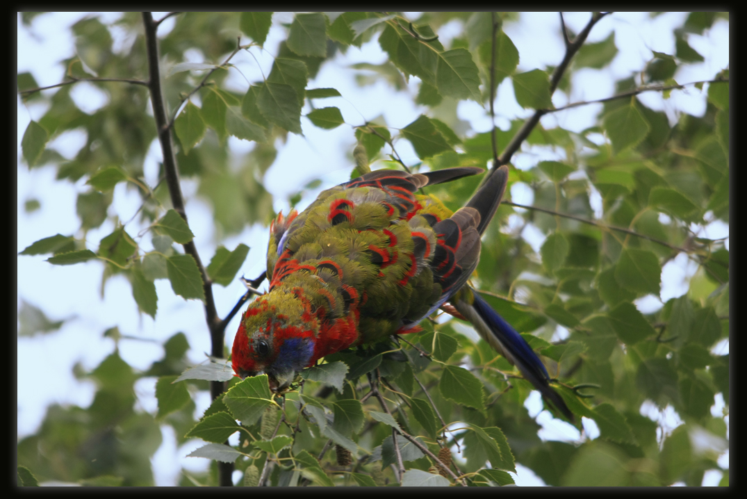 Crimson Rosella - Juvenile