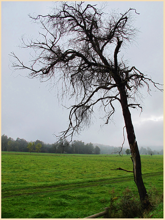 Foggy Morning