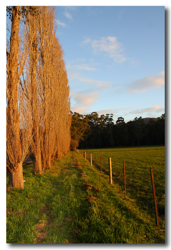 Poplars in the setting sun.