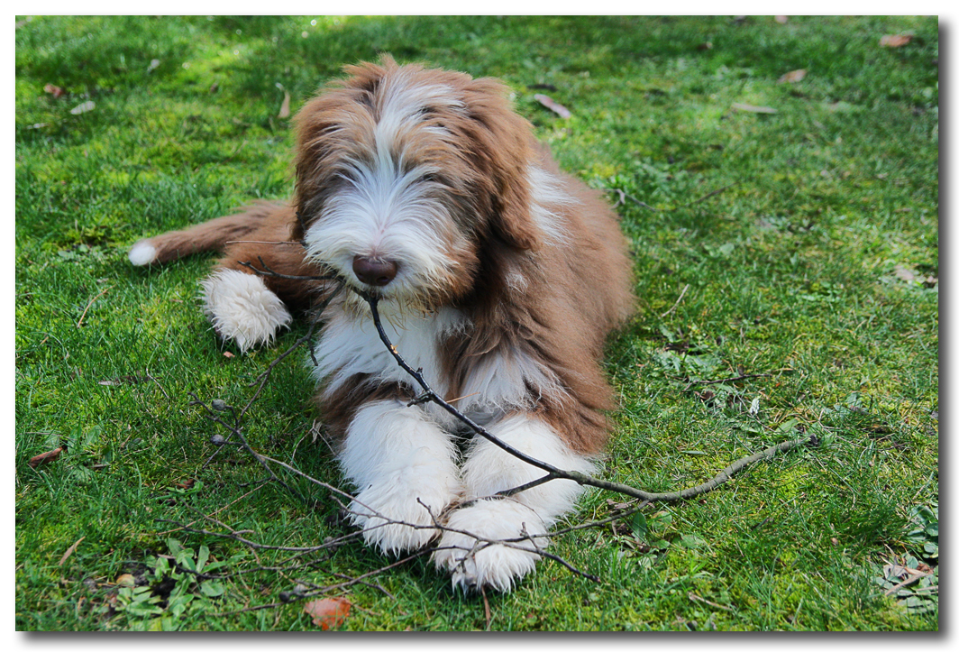 The grass may be wet but this stick tastes good.