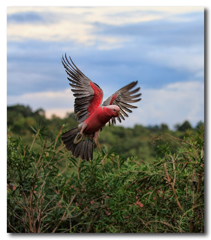 Galah - Landing