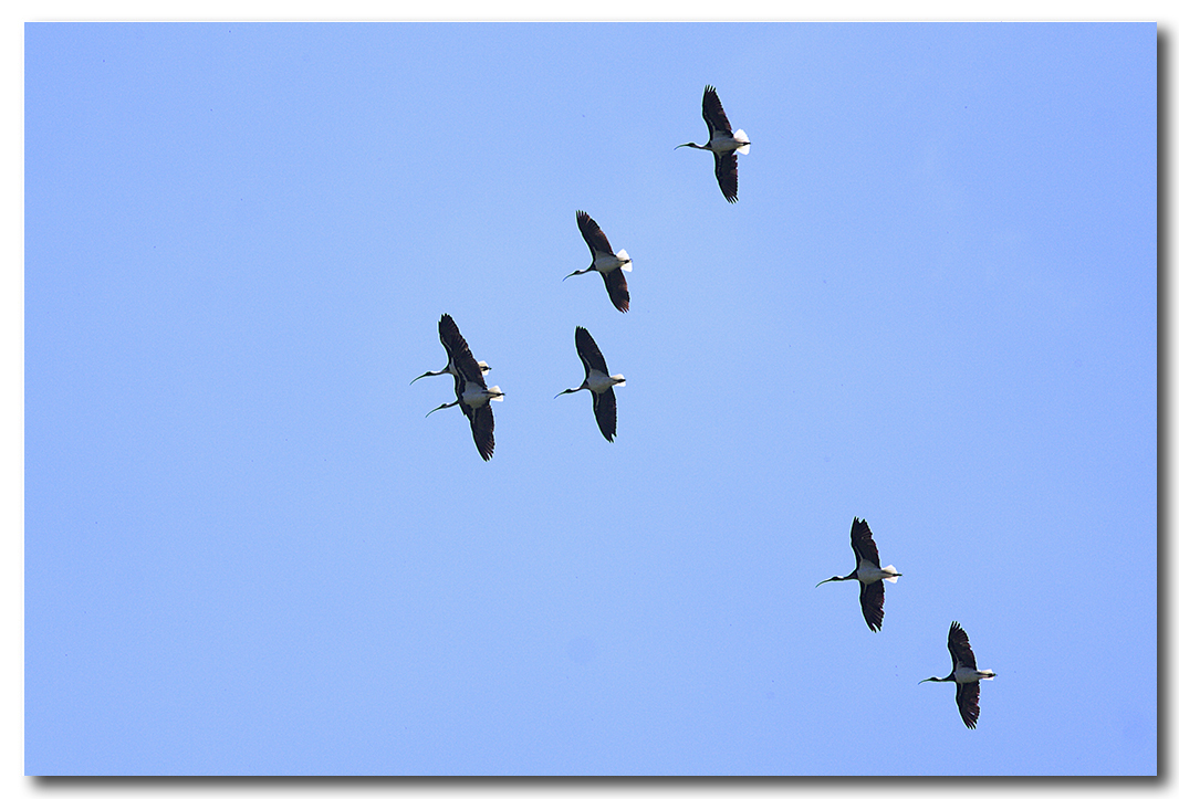 Straw - necked Ibis