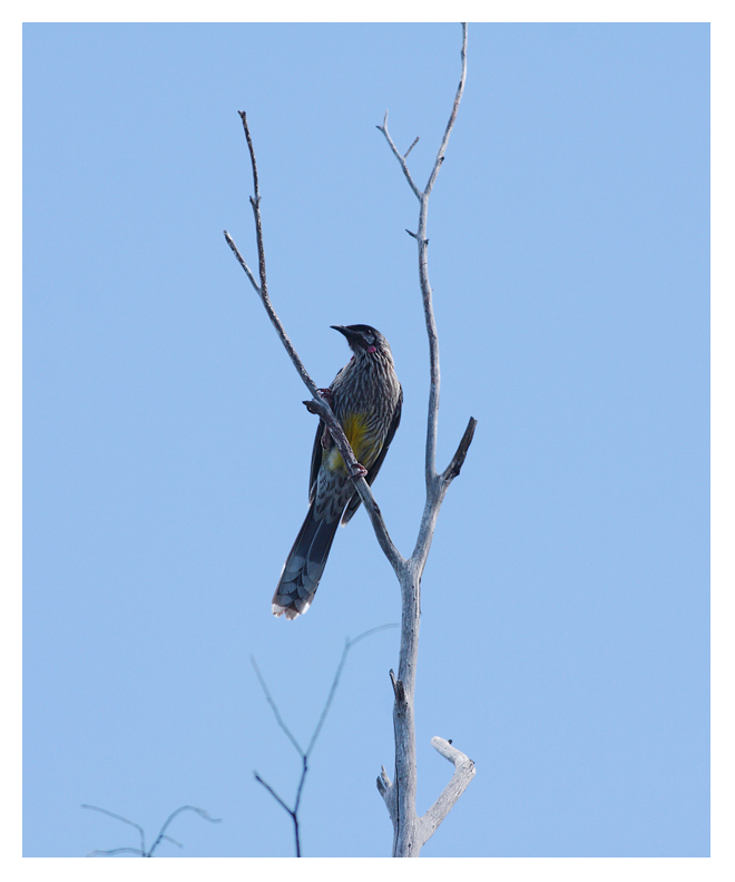Red Wattle Bird 