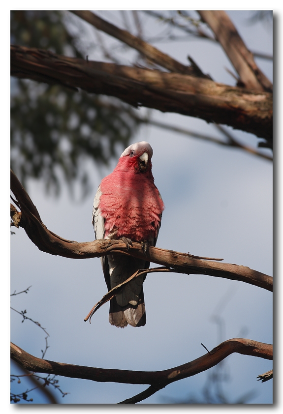 Galah