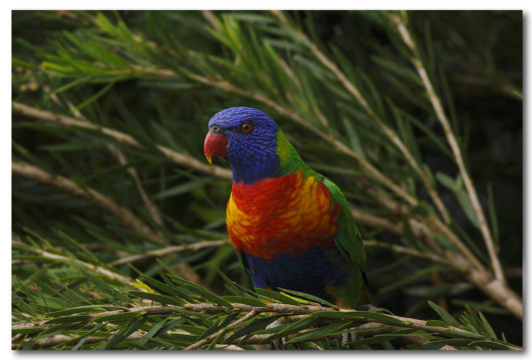 Rainbow Lorikeet