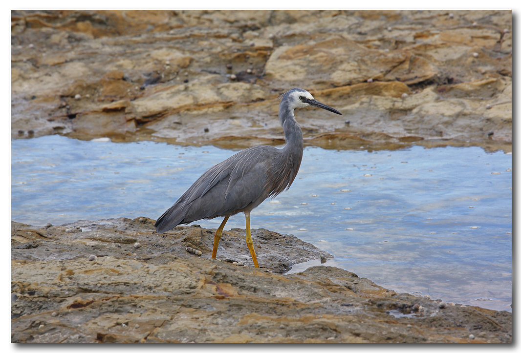 White - faced Heron - 2 images